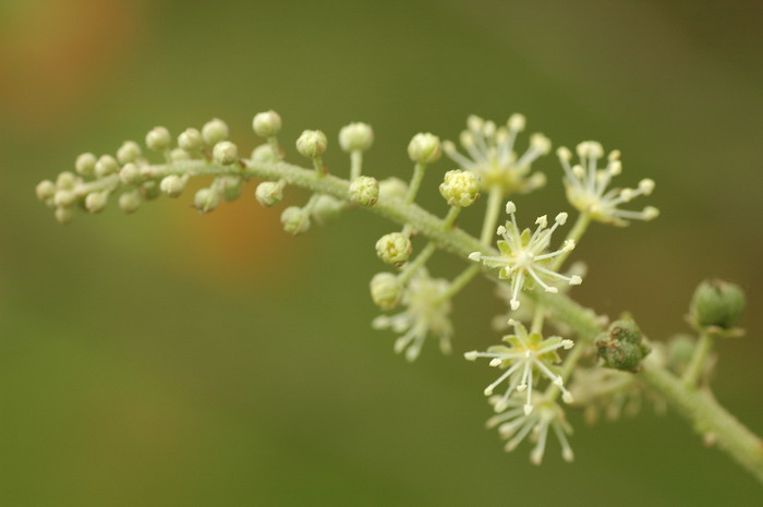 海南巴豆Croton laui 海南巴豆Croton laui