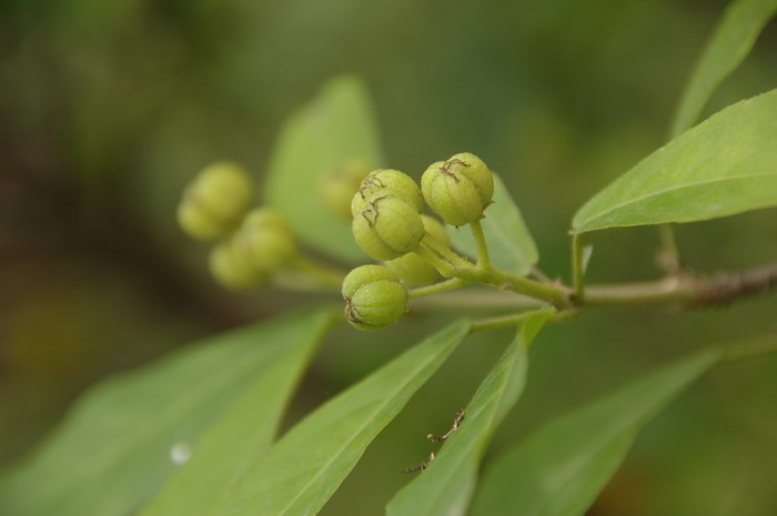 海南巴豆Croton laui