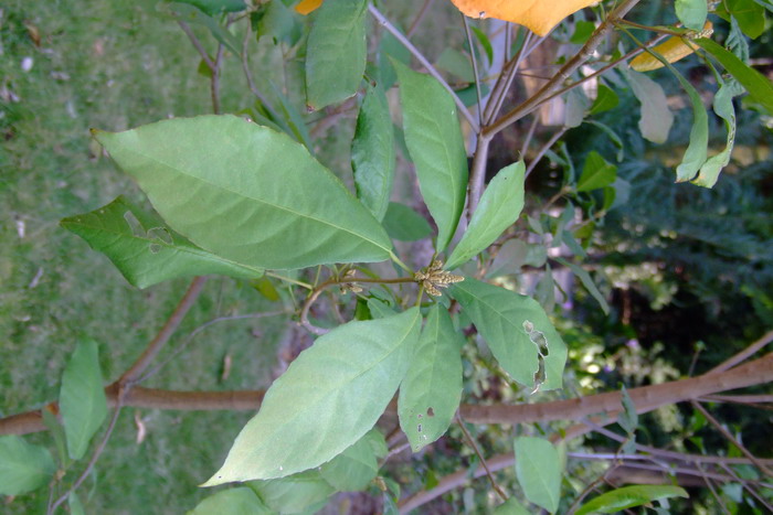 海南巴豆Croton laui 海南巴豆Croton laui