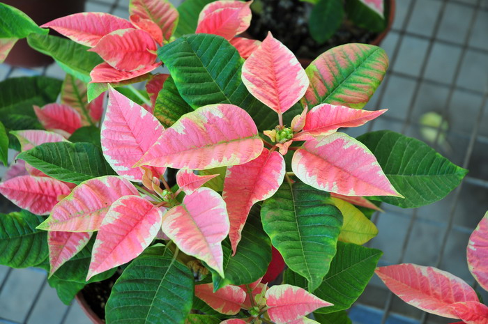 一品红Euphorbia pulcherrima 一品红Euphorbia pulcherrima
