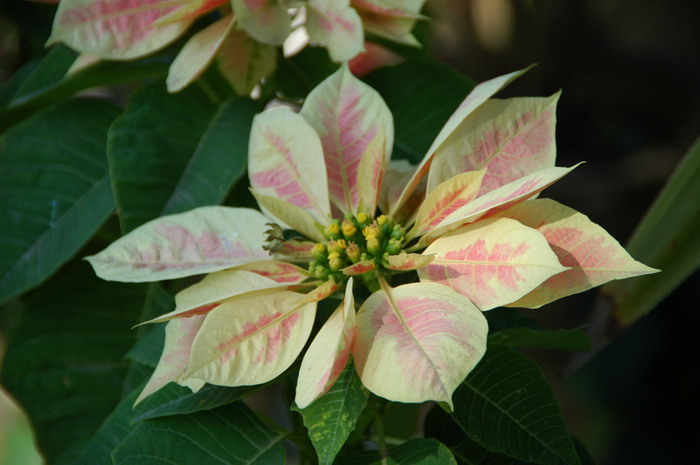 一品红Euphorbia pulcherrima 一品红Euphorbia pulcherrima