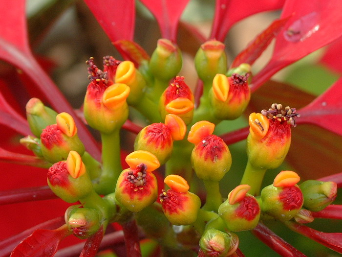 一品红Euphorbia pulcherrima
