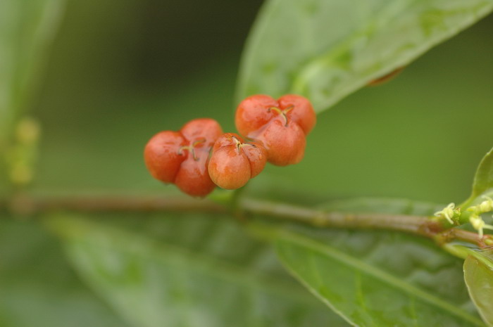 红背桂Excoecaria cochinchinensis 红背桂Excoecaria cochinchinensis