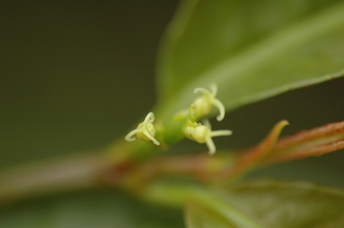 绿背桂Excoecaria formosana 绿背桂Excoecaria formosana