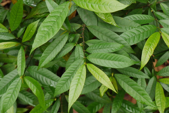 绿背桂Excoecaria formosana