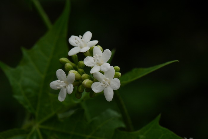 麻疯树Jatropha curcas 麻疯树Jatropha curcas