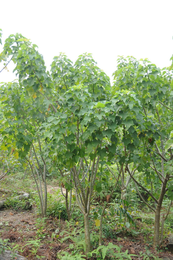 麻疯树Jatropha curcas 麻疯树Jatropha curcas