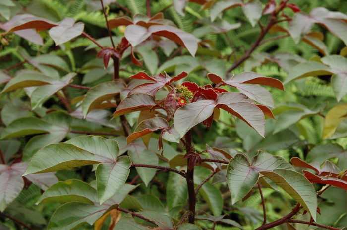 棉叶膏桐jatropha gossypiifolia