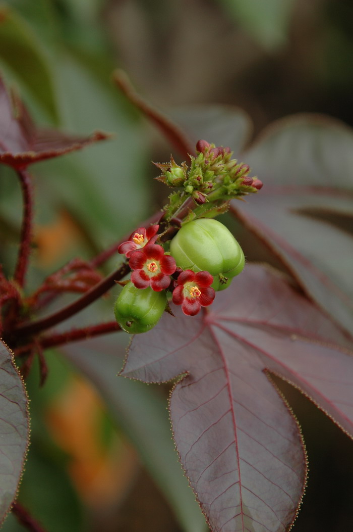 棉叶膏桐jatrophagossypiifolia
