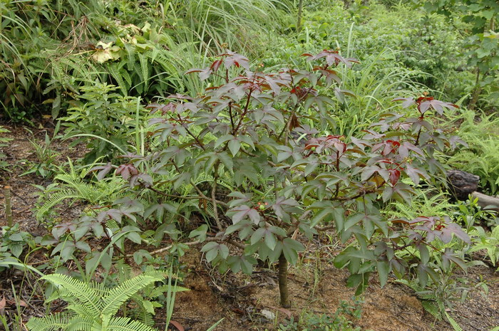 棉叶膏桐Jatropha gossypiifolia
