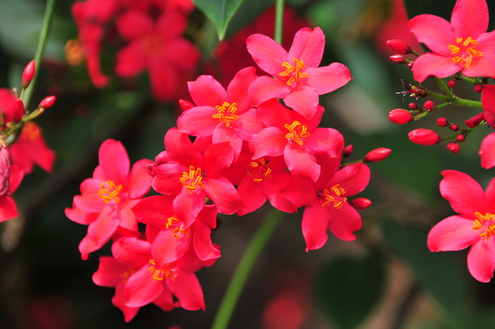 琴叶珊瑚Jatropha integerrima 琴叶珊瑚Jatropha integerrima