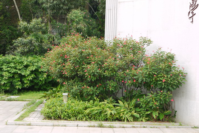 琴叶珊瑚Jatropha integerrima 琴叶珊瑚Jatropha integerrima