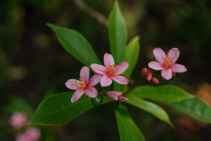 琴叶珊瑚Jatropha integerrima 琴叶珊瑚Jatropha integerrima