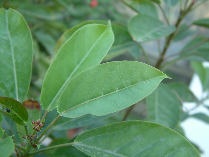 琴叶珊瑚Jatropha integerrima 琴叶珊瑚Jatropha integerrima