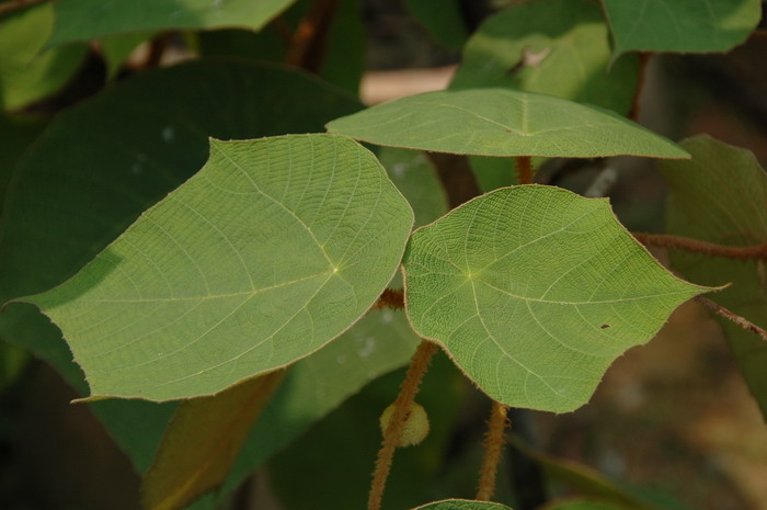 罗定野桐Mallotus lotingensis 罗定野桐Mallotus lotingensis