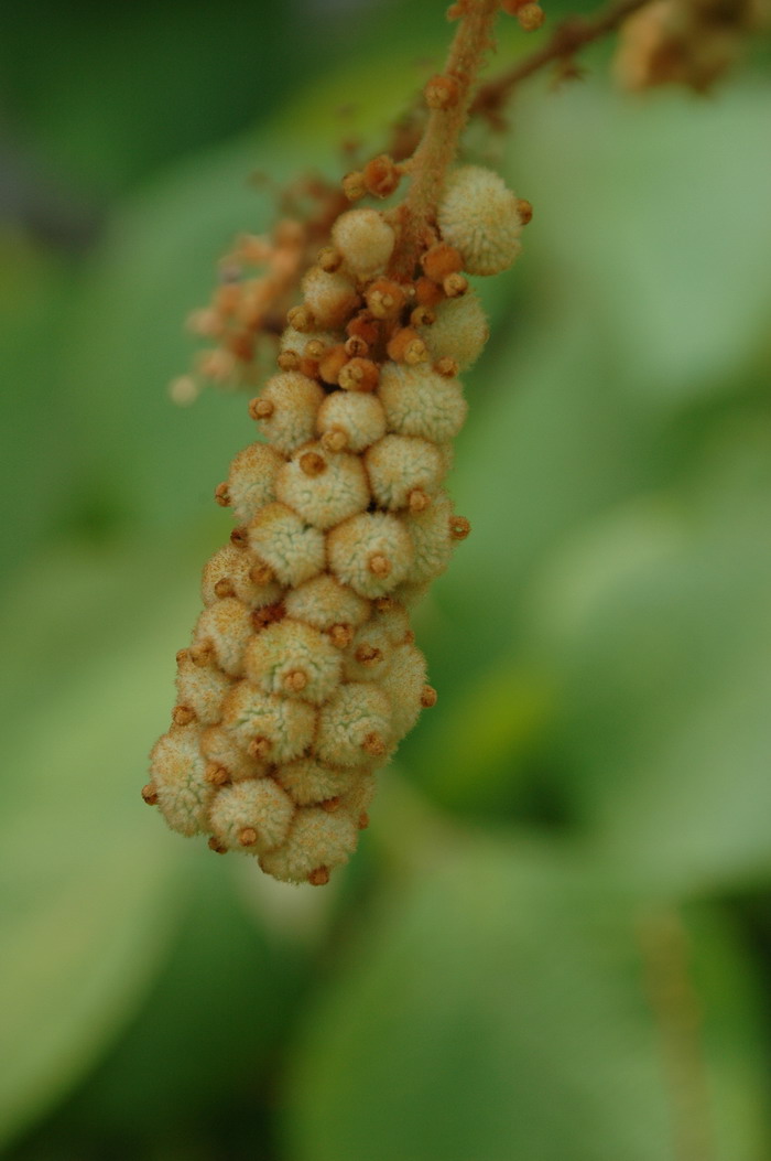 罗定野桐Mallotus lotingensis 罗定野桐Mallotus lotingensis