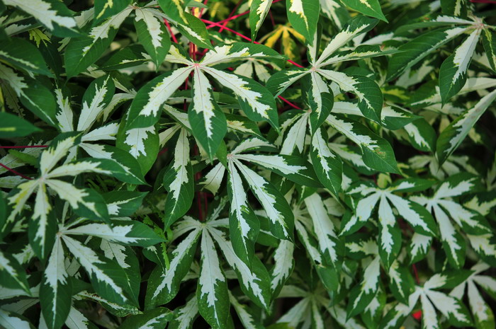花叶木薯Manihot esculenta var. variegata 花叶木薯Manihot esculenta var. variegata
