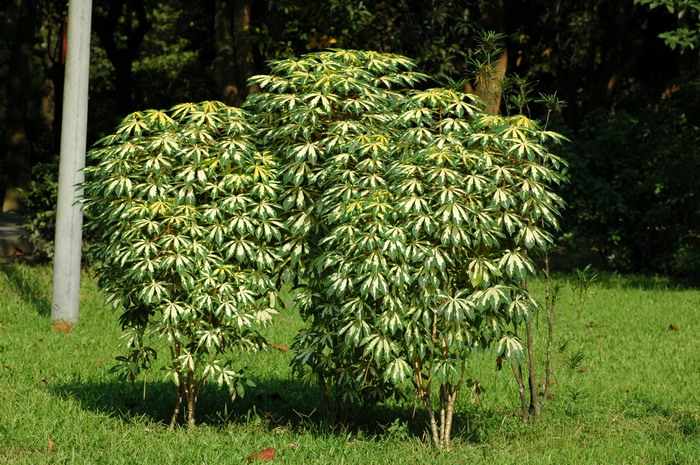 花叶木薯Manihot esculenta var. variegata 花叶木薯Manihot esculenta var. variegata
