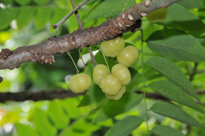 西印度醋栗Phyllanthus acidus