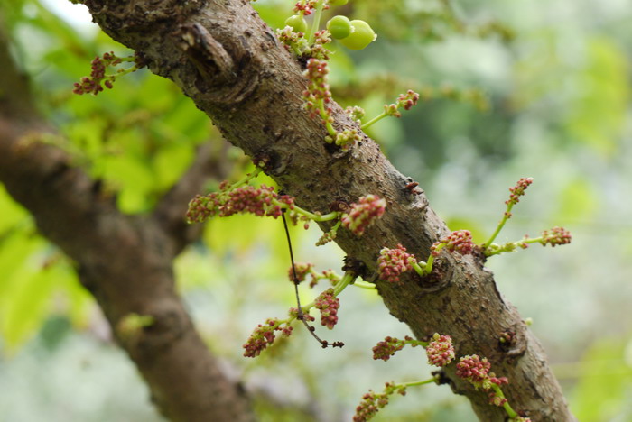 西印度醋栗Phyllanthus acidus