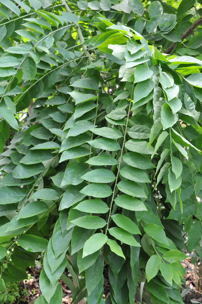 西印度醋栗Phyllanthus acidus