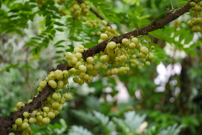 西印度醋栗Phyllanthus acidus