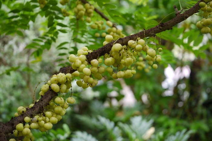 西印度醋栗Phyllanthus acidus