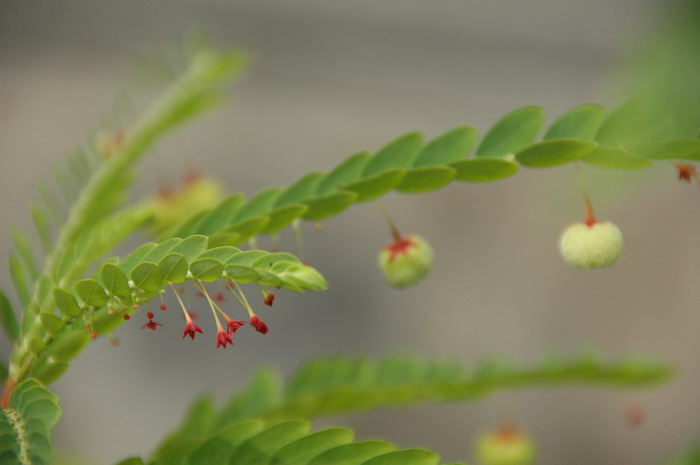 浙江叶下珠Phyllanthus chekiangensis 浙江叶下珠Phyllanthus chekiangensis