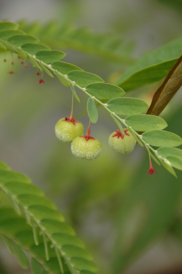 浙江叶下珠Phyllanthus chekiangensis 浙江叶下珠Phyllanthus chekiangensis