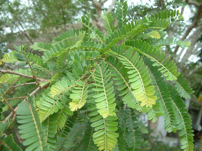 余甘子Phyllanthus emblica