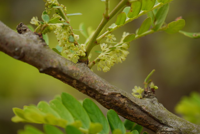 余甘子Phyllanthus emblica