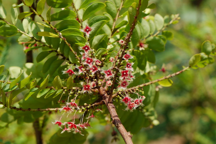 云桂叶下珠Phyllanthus pulcher 云桂叶下珠Phyllanthus pulcher