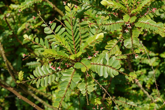云桂叶下珠Phyllanthus pulcher 云桂叶下珠Phyllanthus pulcher