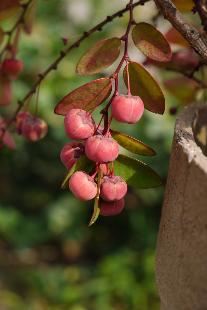 广东叶下珠Phyllanthus guangdongensis 广东叶下珠Phyllanthus guangdongensis