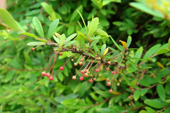 锡兰叶下珠Phyllanthus myrtifolius 锡兰叶下珠Phyllanthus myrtifolius