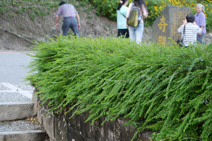 锡兰叶下珠Phyllanthus myrtifolius 锡兰叶下珠Phyllanthus myrtifolius