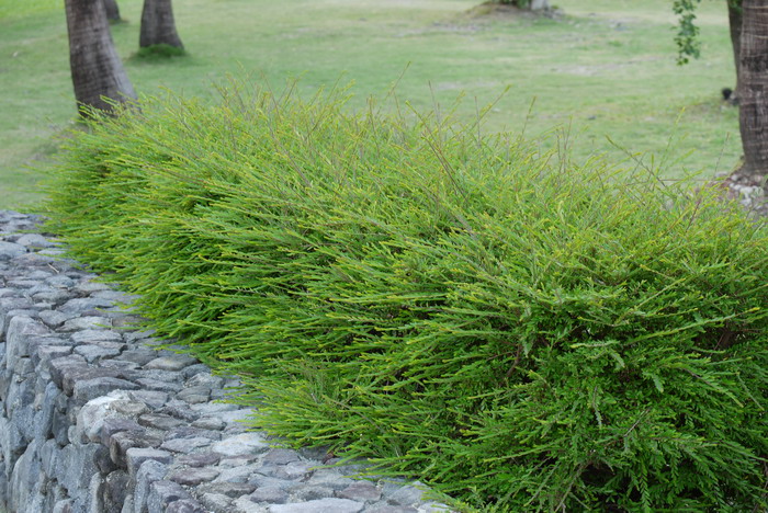 锡兰叶下珠Phyllanthus myrtifolius 锡兰叶下珠Phyllanthus myrtifolius