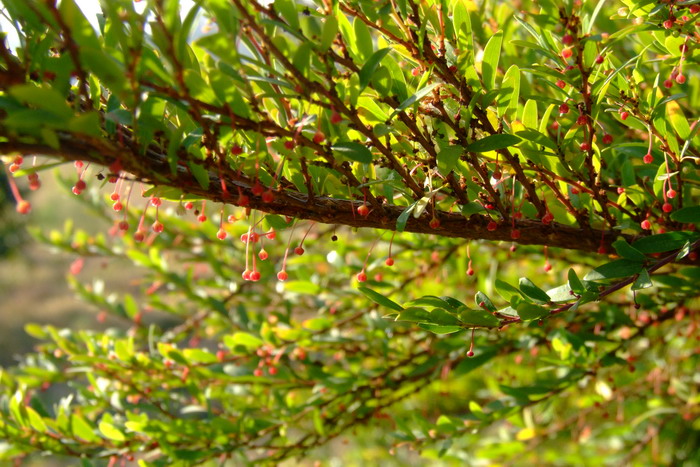 锡兰叶下珠Phyllanthus myrtifolius