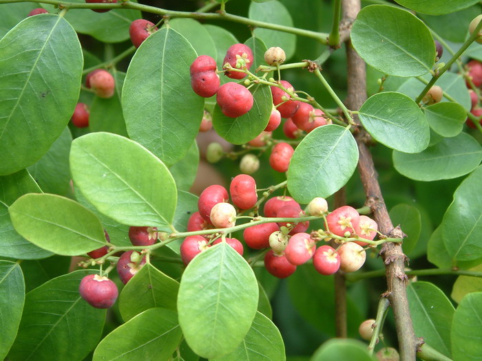 红鱼眼Phyllanthus reticulatus 红鱼眼Phyllanthus reticulatus