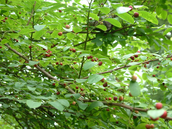 红鱼眼Phyllanthus reticulatus 红鱼眼Phyllanthus reticulatus