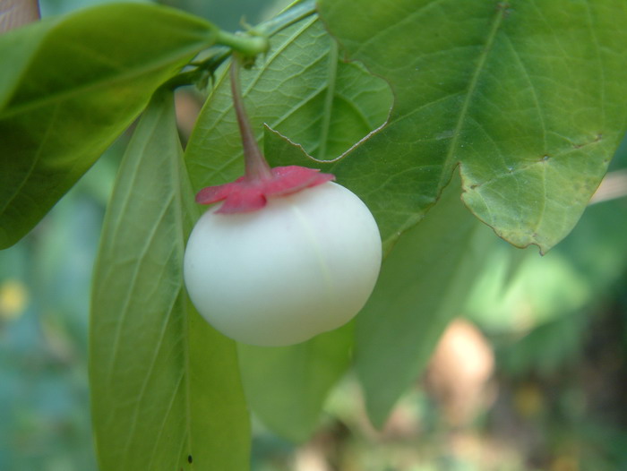 天绿香Sauropus androgynus 天绿香Sauropus androgynus