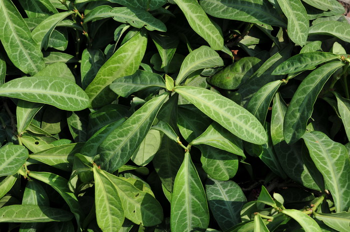 龙脷叶Sauropus spatulifolius 龙脷叶Sauropus spatulifolius