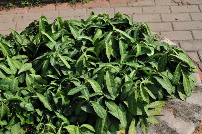龙脷叶Sauropus spatulifolius