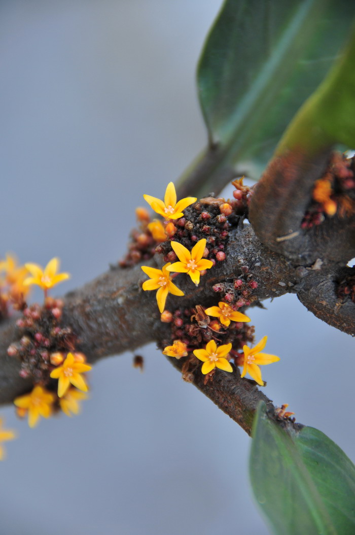 剑叶三宝木Trigonostemon xyphophylloides 剑叶三宝木Trigonostemon xyphophylloides