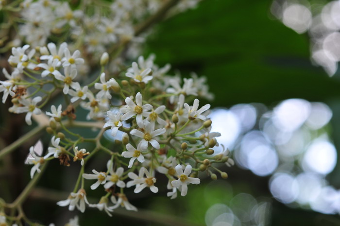 石栗Aleurites moluccanus 石栗Aleurites moluccanus