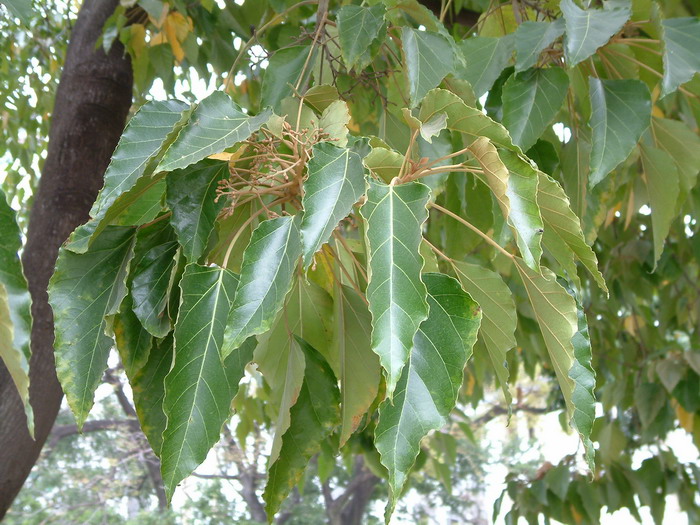 石栗Aleurites moluccanus 石栗Aleurites moluccanus