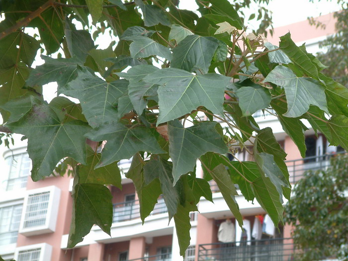 石栗Aleurites moluccanus 石栗Aleurites moluccanus