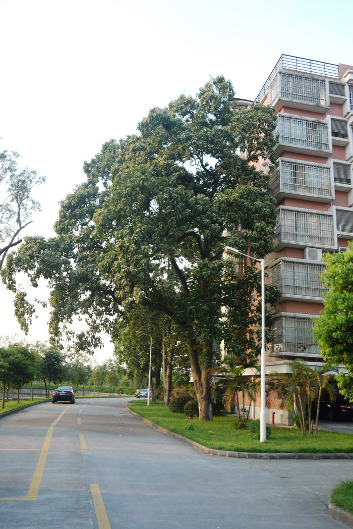 石栗Aleurites moluccanus 石栗Aleurites moluccanus