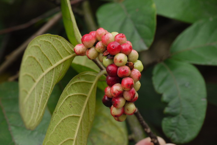 五月茶Antidesma bunius 五月茶Antidesma bunius