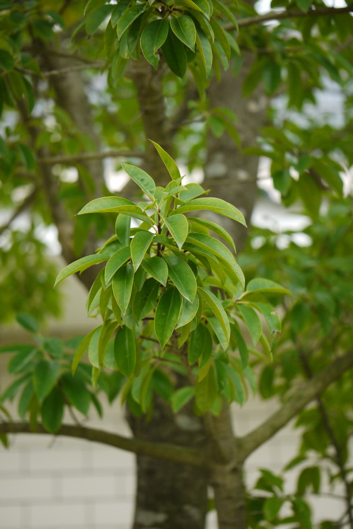 五月茶Antidesma bunius 五月茶Antidesma bunius